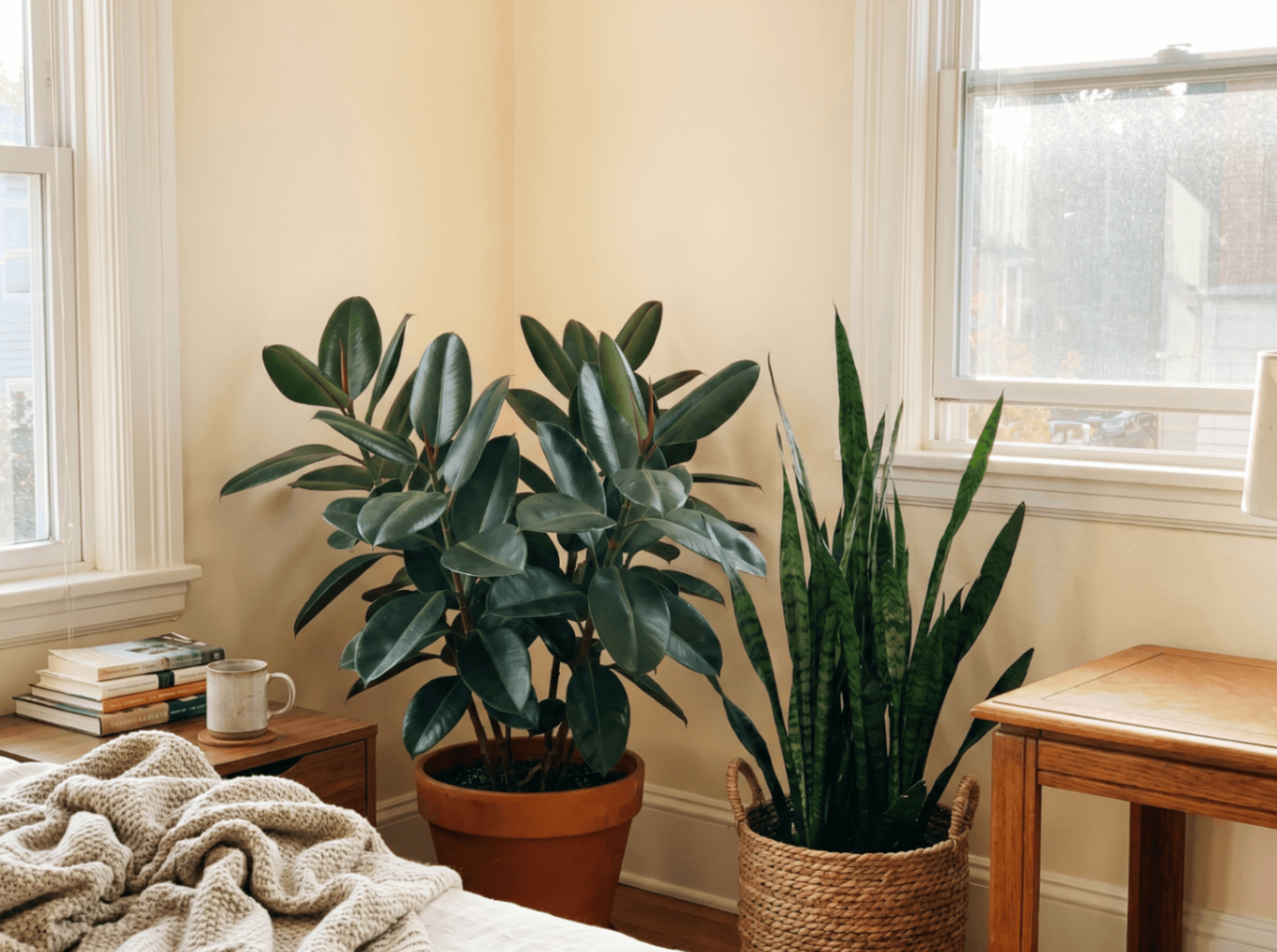 A rubber plant and snake plant thriving in a sunlit apartment corner