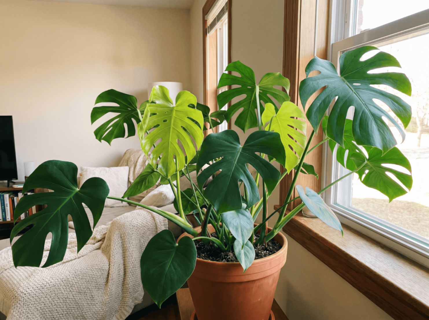 A healthy monstera with large bright green leaves beside a sunny window